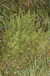 Common pepperweed